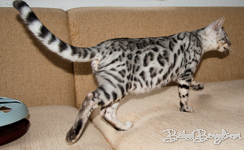 Bengal cat silber rosetted